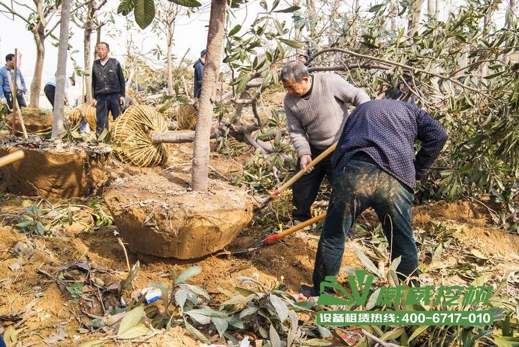 挖树不是终点 苗木租赁开启'机遇苗'时代