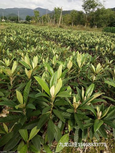 苗木租赁新模式 大量出售正宗优质宁海白枇杷苗木的灵活选择
