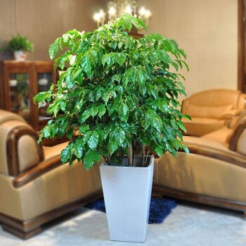烟台高新区绿植租赁与园林绿化服务 打造生态办公新方式