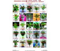 粉掌盆景租赁 为您的空间注入生机与高端格调