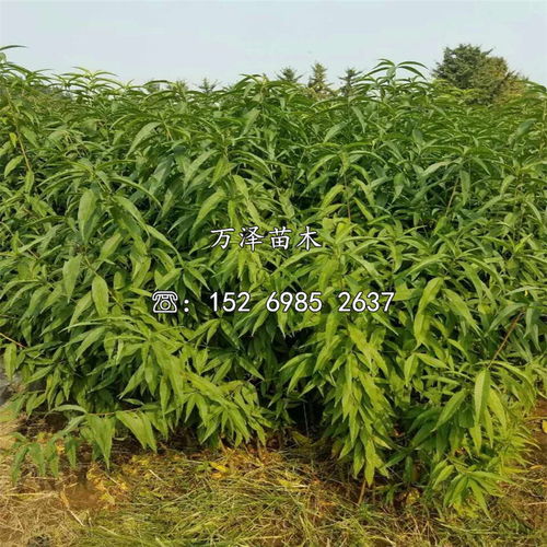 中油21号油桃树苗 品种优势与批发价格全解析