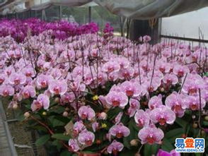 菏泽曹县230亩优质肥沃平整土地出租，助力花卉苗木产业发展