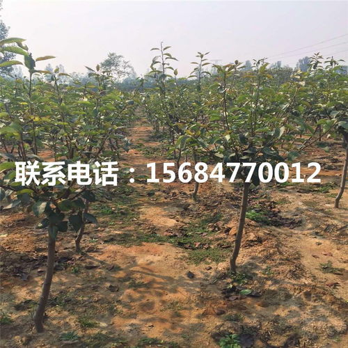 爱宕梨树苗价格与苗木租赁全攻略